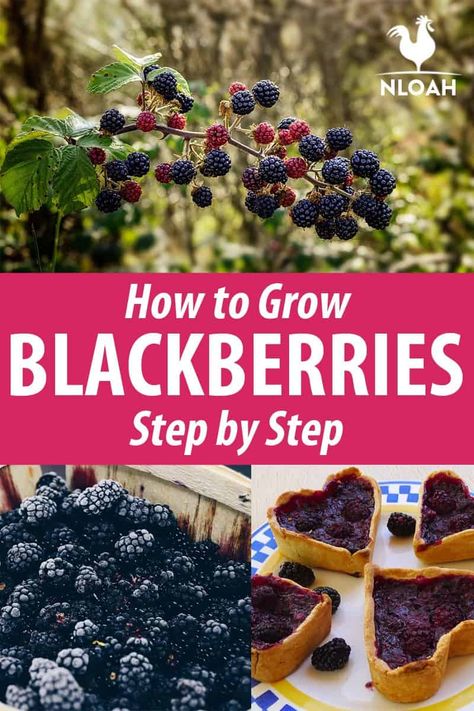 Everything you know about growing blackberries into your garden. #gardening #blackberries Planting Blackberries In Containers, When To Plant Blackberries, Growing Blackberries In Containers, Blackberry Plants How To Grow, Blackberries In Containers, Blackberry Growing, Blackberries Growing, How To Grow Blackberries, Grow Blackberries