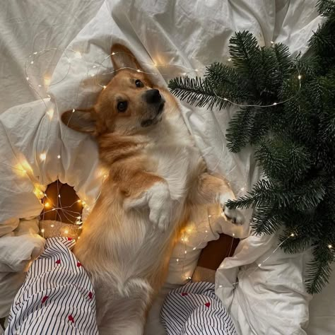 Christmas Dogs Aesthetic, Corgi Mom, Animal Christmas, Christmas Mood, Christmas Aesthetic, Christmas Dog, Winter Christmas, Christmas And New Year, Picture Perfect