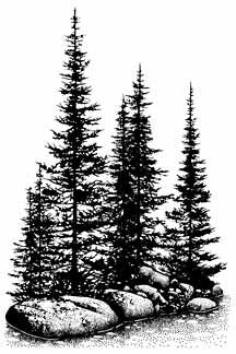 195G Pines & Rocks Pine Trees Drawing, Tree Silhouette Tattoo, Pine Tree Drawing, See Tattoo, Forest Leaves, Forest Tattoos, Tree Tattoo Designs, Silhouette Tattoos, Trendy Tattoo