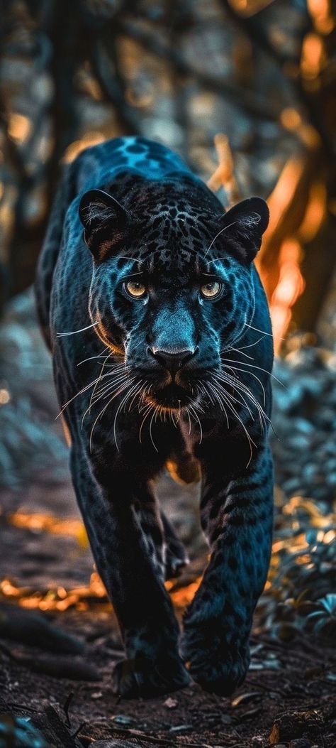 Predators Animal, Panther Photography, Black Panther Painting, Lion Wallpapers, Panther Painting, Panther Spirit, Black Jaguar Animal, Black Panther Cat, Panther Pictures