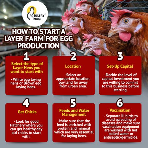 Poultry Farming Business Plan, Chicken Farming Ideas, Small Poultry Farm Design, Egg Farming, Egg Business, Poultry Farm Design, Animal Farming, Poultry Business, Business Connections