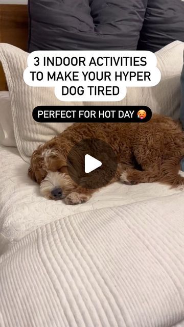 Dog Enrichment Ideas, Hyper Dog, Dog Enrichment, Last Game, Mini Goldendoodle, Enrichment Activities, Dog Activities, Indoor Activities, Take A Nap