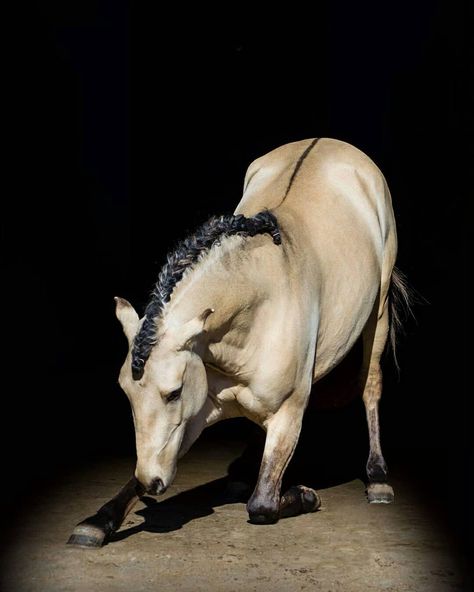 Horse Bowing Down, Horse Dynamic Pose, Horse Bowing, Horse Laying Down, Horse Bow, Zebra Painting, Horse Galloping, Horse Inspiration, Two Horses