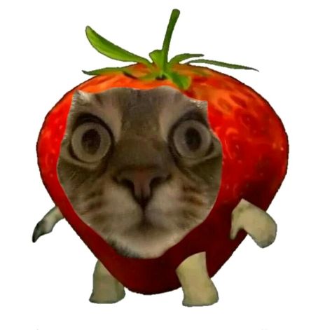 News: Cat was suprised to see himself as a strawberry. Strawberry Profile Picture, Bunny And Strawberry, Strawberry Template, Cat Strawberry, Strawberry Background, Strawberry Cat, Plain Wallpaper Iphone, Cursed Memes, Cat Dressed Up