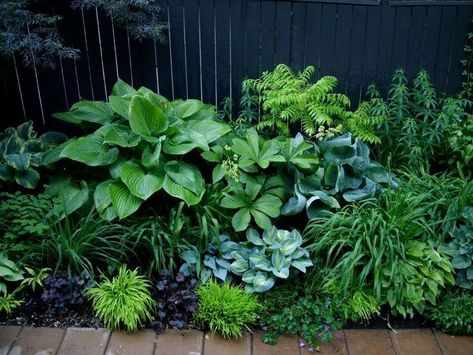 Shade Garden Design, Hosta Gardens, Garden Shade, Shade Gardens, Plants Growing, Have Inspiration, Plant Combinations, Garden Borders, Shade Plants