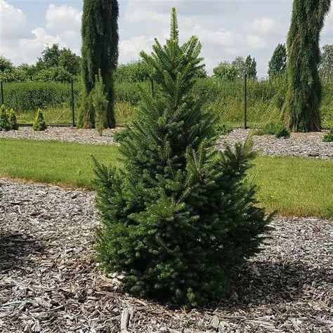 KÄÄPIÖKUUSI 'Will's Zwerg' Picea abies Picea Abies