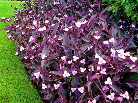 Potted Plants Full Sun, Purple Heart Plant, Heart Plant, Water Wise Landscaping, Australian Native Garden, Porch Flowers, Purple Plants, Front Yard Garden Design, Sun Garden