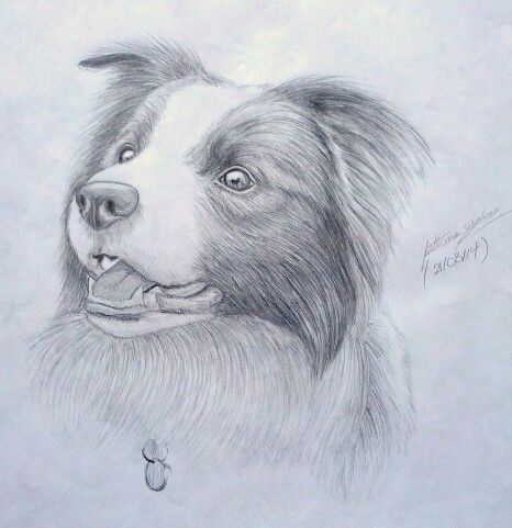 Border collie drawing by Fathema Zahra Border Collie Drawing Pencil, Australian Shepherd Drawing Easy, Border Collie Drawing, Collie Drawing, Dog Doodles, Animals Sketch, Draw Dogs, Border Collie Art, Pet Drawing