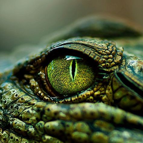 Eye of the Crocodile [Print & iPad Case] Photographic Prints Crocodile Eyes, Reptile Eye, Animal Close Up, Prints Decor, Dragon Eye, Crocodiles, Reptiles And Amphibians, Eye Art, Animals Of The World