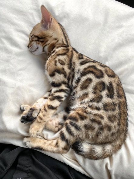 Scary Dogs, Dream's Cat, Bengal Kitten, Silly Cats Pictures, A Tiger, Fluffy Animals, Bengal Cat, Cute Animal Pictures, Silly Cats