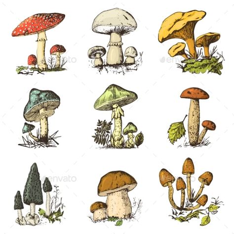 Mushroom Tattoos, 동화 삽화, Fly Agaric, Mushroom Drawing, Arte Sketchbook, Arte Inspo, Art Et Illustration, Mushroom Art, Vegetarian Food