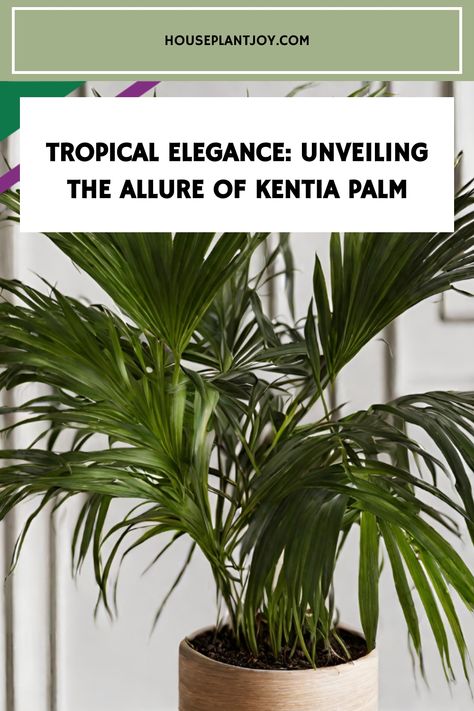 Explore the captivating world of Kentia Palms - your ticket to creating a haven of greenery with this iconic and elegant indoor plant. #TropicalTreasures #BotanicalBeauty #GreenThumb #PlantLover Kentia Palm, Botanical Beauty, Indoor Plant, Tropical Paradise, Plant Lover, Green Thumb, Indoor Plants, Soil, Plants