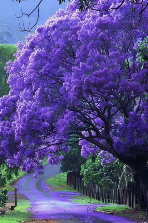 The Jacaranda Tree is renowned for its stunning clusters of purple-blue flowers that blanket the tree in spring and early summer. This tree creates a magical, almost ethereal appearance, making it a favorite among landscape designers.  Light: Full sun. Water: Moderate, allow the soil to dry between waterings. Soil: Loamy, well-draining soil. Temperature: 60-90°F (16-32°C). Humidity: Moderate. Fertilizer: Balanced fertilizer in early spring.Ideal for creating a shady retreat, the Jacaranda Tree transforms gardens into vibrant, picturesque landscapes with its breathtaking blooms. 🌳✨  #trees #gardenlandscape #jacaranda #blossoms Jacaranda Mimosifolia, Purple Flowering Tree, Oil Painting Gallery, Umbrella Tree, Jacaranda Tree, Flowering Tree, Landscape Designers, Sun Water, Purple Garden