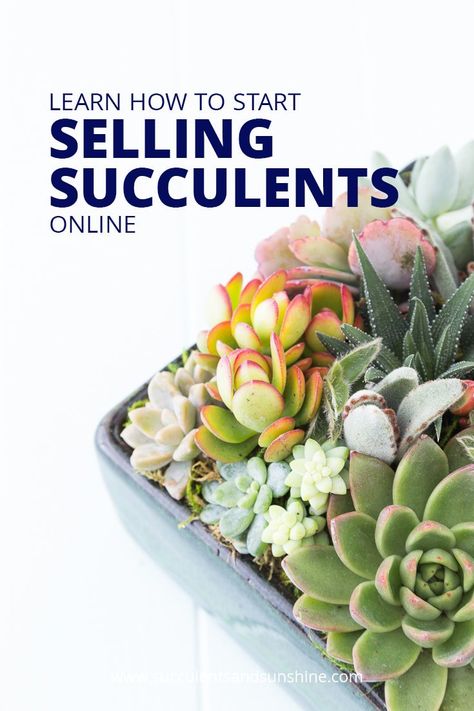 If you have a bunch of succulents at your house, selling them could be a great way to earn some extra money! Learn some important tips for selling succulents online in this post. #succulents #succulentsandsunshine #makemoneyonline #homebusiness via @succsandsun Selling Succulents, Hang Plants, How To Water Succulents, Succulent Garden Diy, Propagating Succulents, Succulent Soil, Growing Succulents, Succulent Gardening, Succulents In Containers