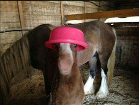 Oh for cute! Funny Horse Pictures, Cute Horse Pictures, Funny Horses, Baby Horses, Funny Horse, Horse Crazy, Silly Animals, A Barn, Cute Horses