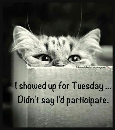 Funny Tuesday, Tuesday Meme, Laughing Out Loud, Tuesday Quotes, Tuesday Humor, Quotes With Images, Love This Pic, Morning Quotes Funny, Quotes Pictures