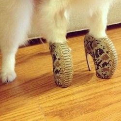 Puppy Prada Toe Beans, Weird Fashion, Dog Shoes, Pet Fashion, All Things Cute, Silly Cats, Lady Gaga, Playing Dress Up, Cool Cats