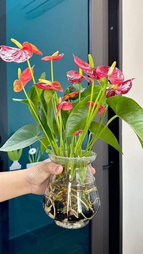 Red Anthurium, Lily Plant Care, Water Plants Indoor, Plants Grown In Water, Tanaman Air, Plant In Glass, Lily Plant, Anthurium Plant, Indoor Water Garden