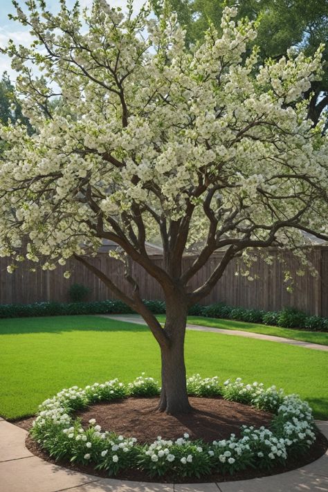 Explore the best trees to plant in North Texas for a thriving garden! Whether you're looking for low-maintenance shrubs or tough, fast-growing options, these plants are perfect for North Texas gardening. From popular choices like American Sweetgum trees to the best native trees, find the ideal additions for your landscape. Create privacy screens with ease using the best plants for North Texas or discover top shade trees that thrive in this region. Trees For Courtyards, Tree In The Middle Of The Yard, Base Of Tree Landscaping, Tree In Front Of House, North Texas Gardening, Tree Landscaping Ideas, White Ash Tree, Desert Willow, Low Maintenance Shrubs