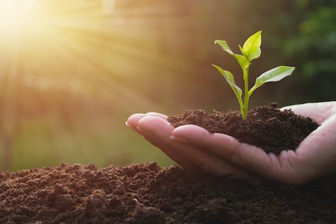 Agriculture Photography, Soil Testing, Ground Cover Plants, Soil Health, Plant Roots, Growing Plants, Garden Planning, Gardening Tips, Agriculture