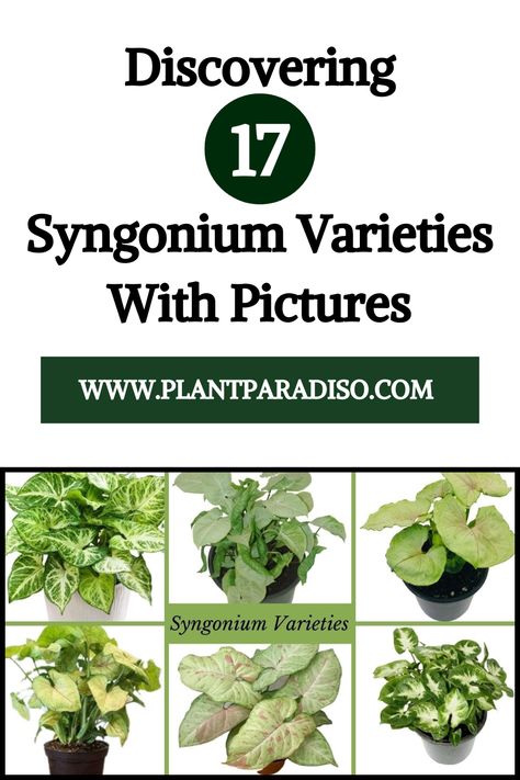 Syngonium Types Syngonium Plant, Syngonium Varieties, Syngonium Podophyllum, Types Of Syngonium Plants, Syngonium Tricolor, Syngonium Red Arrow, Syngonium Red Spot Tricolor, Easy House Plants, Arrowhead Plant