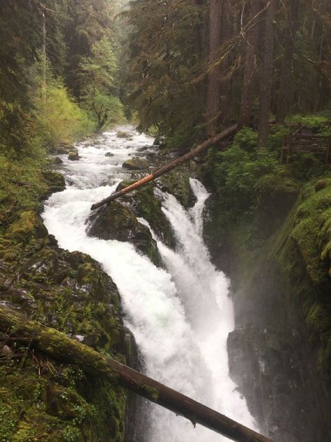 Apocalypse Room, Washington Rainforest, Alaska Rainforest, Hoh Rainforest Washington, Wilderness Wallpaper, Rainforest Waterfall, Hoh Rainforest, Dark Forest Aesthetic, Nature Witch