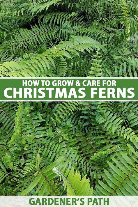 Christmas Fern, Vegetable Benefits, Backyard Remodel, Fern Plant, Evergreen Plants, Cat Garden, Rain Garden, Native Garden, Shade Plants