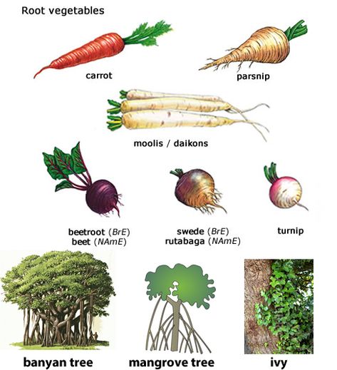 An easy recipe for fried ripe plantains with a sweet yet spicy kick. A great alternative for this popular Caribbean and African side Tap Roots And Fibrous Roots, Nature Week Activities, Root Vegetables List, Roots Vegetables, Vegetables In English, Parts Of Animals, Plants Life Cycle Activities, Kitchen Vocabulary, Human Circulatory System