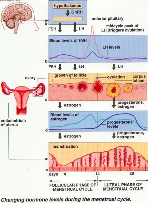 How to Study the Female Sexual Cycle in little TIME! Menstruation Cycle, Follicle Stimulating Hormone, Female Reproductive System, Medical School Studying, Menstrual Health, Human Anatomy And Physiology, Obstetrics And Gynaecology, Endocrine System, Medical Knowledge