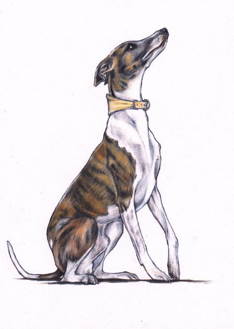 Whippet drawing whippet art print from original by JimGriffithsArt Whippet Watercolour, Whippet Drawing, Dog Paw Drawing, Whippet Art, Greyhound Sculpture, Colour Pencil Drawing, Whippet Puppies, Dog Day Afternoon, Greyhound Art