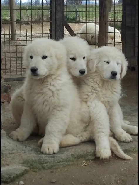 Great Pyrenees Puppy, Pyrenees Puppies, Pyrenean Mountain Dog, Great Pyrenees Dog, Great Pyrenees, Baby Puppies, Mountain Dogs, Doberman, Dog Photos