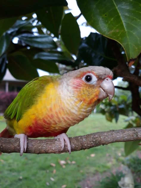 Pineapple Conure Birds, Pineapple Green Cheek Conure, Pineapple Conure, Conure Bird, Green Cheek Conure, Conure Parrots, Beautiful Wildlife, Exotic Birds, For The Birds