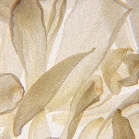 Cream Moodboard Aesthetic, Cream Aesthetic Flowers, Yellow Aesthetic Soft, Beige Flowers Aesthetic, Aesthetic Cream Pictures Flowers, Flower Images Beige, Ig Edit, Cocoppa Wallpaper, Cream Aesthetic