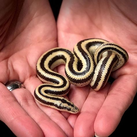 Red Tailed Boa Constrictor, Rosy Boa Snake, Boa Constrictor Pet, White Boa Constrictor, Albino Boa Constrictor, Rosy Boa, Boa Constrictor, Pretty Snakes, Crested Gecko