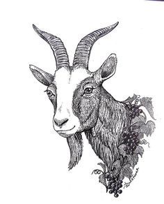 goat face drawing - Google Search Goat Face Drawing, Draw A Goat, Tattoo Goat, Goat Face, Goat Logo, Goat Art, Cute Goats, A Goat, Sgraffito