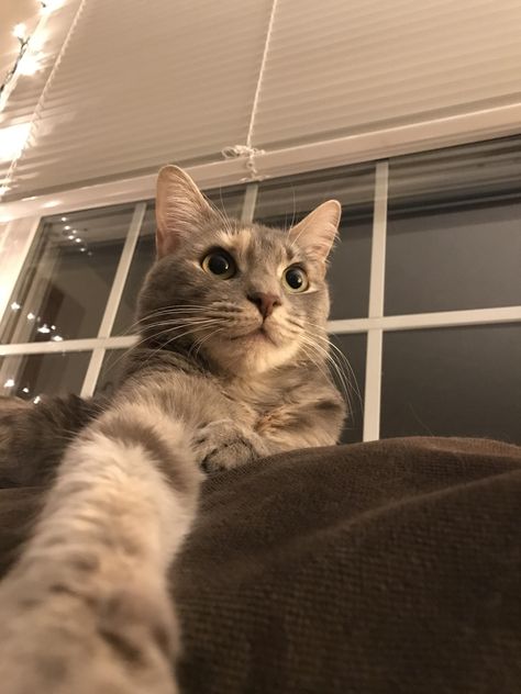 Cat Selfie! Cat Holding Phone Selfie, Cat Selfie Aesthetic, Cat Selfie Funny, Cat Mirror Selfie, Selfie Background, Cat Selfies, Selfie Cat, Iphone Selfie, Iphone Wallpaper Cat