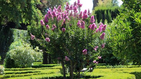 If you are looking for gardening inspiration to help create a healthy and colorful yard, here is the best way to propagate crepe myrtle trees. Crepe Myrtle Bush, Crepe Myrtle Trees, Crepe Myrtles, Myrtle Tree, Crepe Myrtle, Gardening Inspiration, Plant Pests, Fast Growing Trees, Propagating Plants