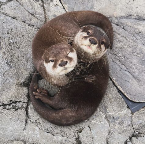 Cute Otters, Otter Pup, Ocean Books, Otters Cute, Otter Love, River Otter, Drawing Studies, Sea Otter, Otters