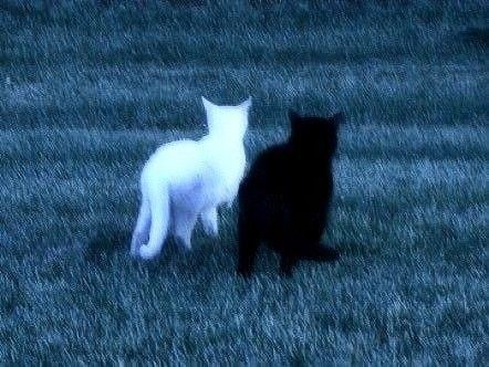 Dark Blue Love Aesthetic, Blue Cats Aesthetic, Blue Dark Wallpaper Aesthetic, Cats Aesthetic Dark, Light Blue And Black Aesthetic, Cover Picture Aesthetic, Blue Ethereal Art, Aesthetic Pfp Background, Icons Azules Aesthetic