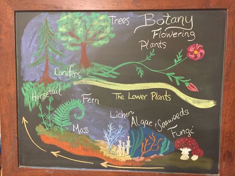 Intro to Botany  Waldorf grade 5 Waldorf Grade 5 Botany, Botany Waldorf, Waldorf Botany, Waldorf Lessons, Steiner Waldorf Education, Waldorf Curriculum, Blackboard Drawing, Waldorf Teaching, Waldorf Homeschool