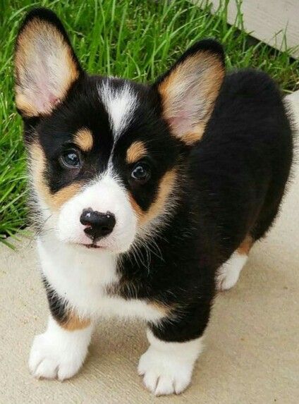 Pembroke Welsh Corgi Puppies, Welsh Corgi Puppies, Corgi Puppy, Cute Corgi, Poodle Puppy, Pembroke Welsh Corgi, Corgi Dog, Puppy Pictures, Cane Corso