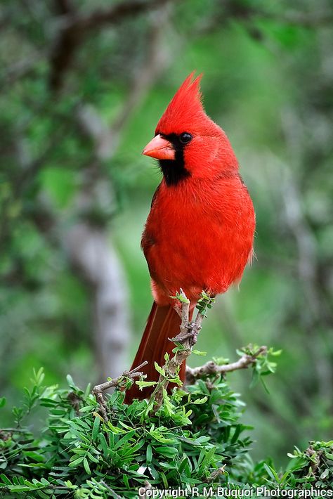 Male Northern Cardinal | R.M.Buquoi Photographics Cardinal Symbolism, Bird Photos Photography, Cardinal Pictures, Funny Animal Art, Pic Funny, Cool Animals, Food Supplies, Northern Cardinal, Bird Photos