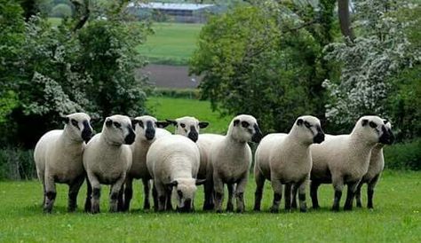 Hampshire down. Hampshire Down Sheep, Hampshire Sheep, Create Board, Show Cattle, Showing Livestock, Domestic Animals, Down On The Farm, Hampshire, Farm Animals