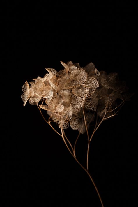 Hydrangea Arborescens Annabelle, Hydrangea Arborescens, Black Background, Hydrangea, Black Backgrounds, Photography, Black