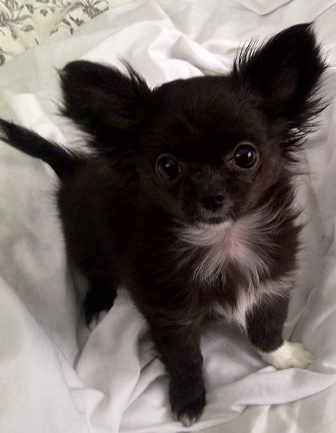 Baby Chihuahua Accessories, Psy Chihuahua, Black Chihuahua, Baby Chihuahua, Chihuahua Puppy, Long Haired Chihuahua, Teacup Chihuahua, Chihuahua Lover, Cute Chihuahua