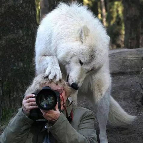 In a world full of bad news... take a breather! - Barbra Streisand Wolf Hybrid, Wolf Love, Wolf Pictures, Beautiful Wolves, Wolf Spirit, 웃긴 사진, Wild Dogs, Wolf Dog, White Wolf