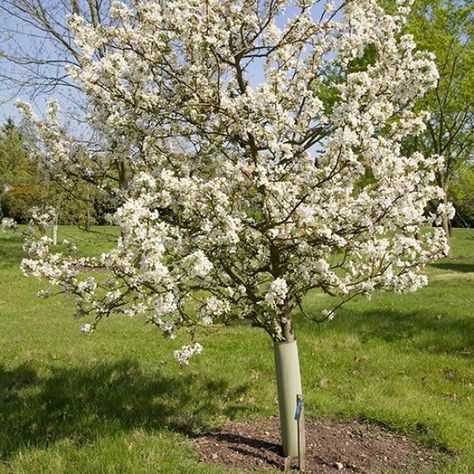 Malus 'Evereste' (Crab Apple Tree) Crab Apple Jelly, Crab Apple Tree, Garden Orchard, Apple Jelly, Plant Varieties, Future Garden, Crabapple Tree, Red Bud, Bee Garden