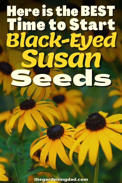 Black Eyed Susan Landscaping, How To Save Black Eyed Susan Seeds, How To Plant Black Eyed Susans, Planting Black Eyed Susans, Brown Eyed Susan Flower, Black Eyed Susan Garden, Black Eyed Susan Seeds, Brown Eye Susan Flowers, Planting Sunflower Seeds