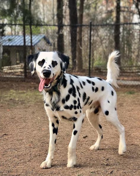 Aesthetic Dalmation, Long Haired Dalmatian, Heart Eyes Emoji, Southern Aesthetic, Isle Of Dogs, Eyes Emoji, Dalmatian Dog, Dream Dog, Dalmatian Dogs