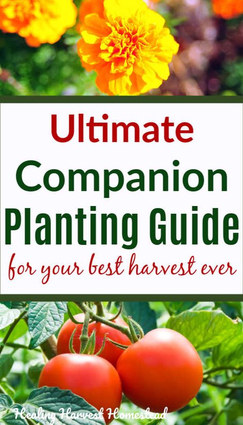 The Ultimate Guide to Companion Planting is here at last! Find out which vegetables, herbs, and flowers to plant together (or not) in your Spring Garden this year. This guide is for the experienced and beginner gardener and will give you tons of ide… Flower And Herb Garden, Garden Diy Hacks, Companion Planting Guide, Garden Companion Planting, Plant Friends, Planting Guide, Aromatic Herbs, Different Plants, Planting Vegetables